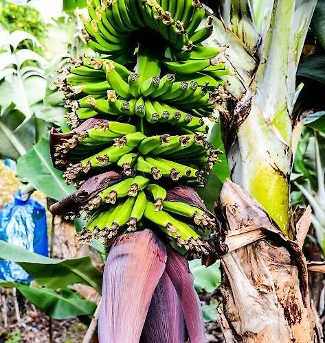 Quinta Amaro Al 3* Angra do Heroísmo