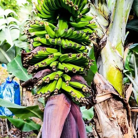 Quinta Amaro Al 3* Angra do Heroísmo